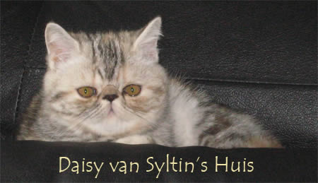 Daisy van Syltin's Huis