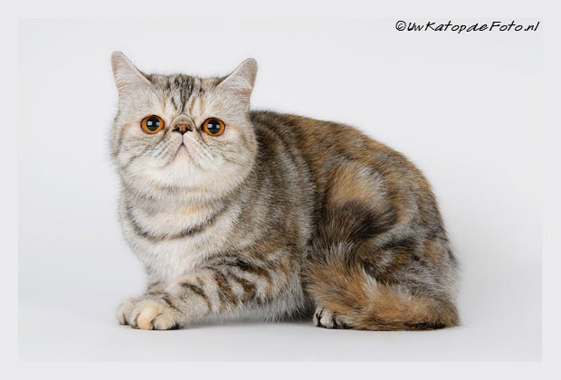 CH Daisy van Syltin's Huis: Exotic Black tortie silver tabby blotched poes