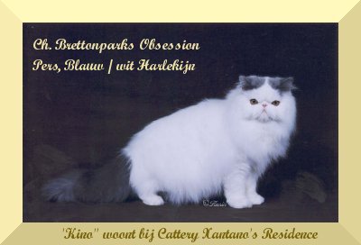 Ch. Brettonparks Obsession, Pers Blue White Harlequin kater
