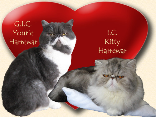 GIC Yourie Harrewar x IC Kitty Harrewar