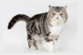EUR. CH. DK Malou's Handsome Harry: Exotic kater, Black silver tabby/white